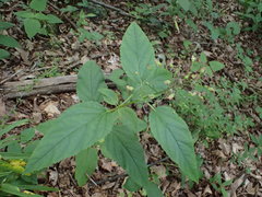 Scrophularia lanceolata