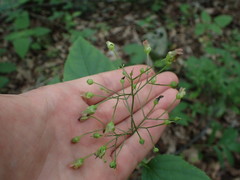 Scrophularia lanceolata