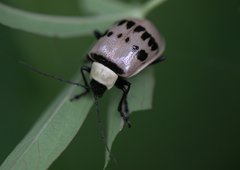 Meristata spilota