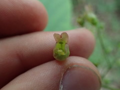 Scrophularia lanceolata