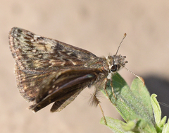 Erynnis afranius