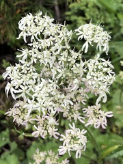 Heracleum austriacum