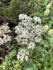 Heracleum austriacum