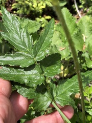 Heracleum austriacum