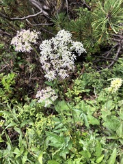 Heracleum austriacum