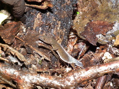 Coleodactylus meridionalis