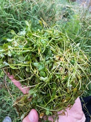 Callitriche obtusangula