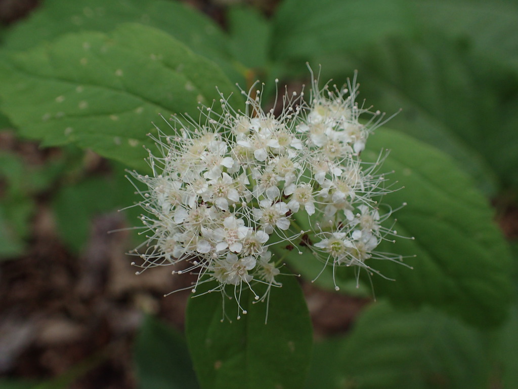 Dwarf Spirea