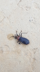 Rhiginia cinctiventris