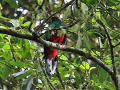 Pharomachrus fulgidus