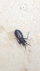 Rhiginia cinctiventris