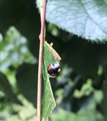 Harmonia axyridis