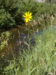 Helianthus nuttallii