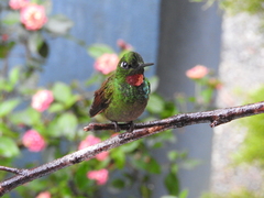 Heliodoxa rubricauda