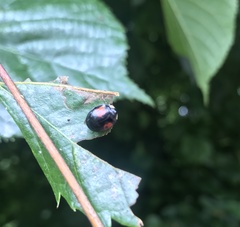 Harmonia axyridis