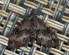 Melanomma auricinctaria