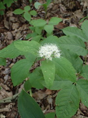 Spiraea corymbosa