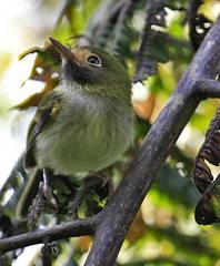 Hemitriccus granadensis lehmanni