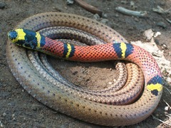 Guatemala Neckband Snake photo 3
