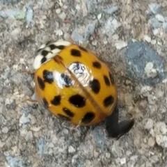 Harmonia axyridis
