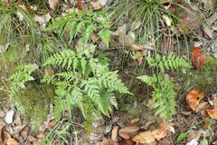 Asplenium adiantum-nigrum