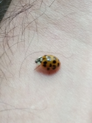 Harmonia axyridis