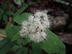 Spiraea corymbosa
