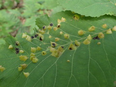 Phylloxera caryaefallax