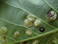 Phylloxera caryaefallax