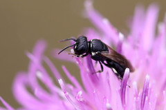 Hylaeus dilatatus