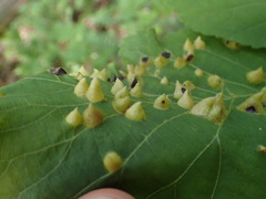 Phylloxera caryaefallax