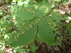 Phylloxera caryaefallax