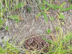 Vipera aspis zinnikeri