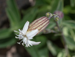 Silene douglasii douglasii