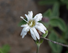 Silene douglasii douglasii