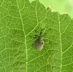 Ceutorhynchini
