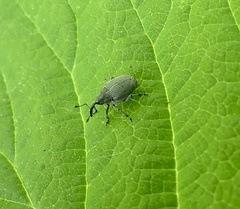 Ceutorhynchini