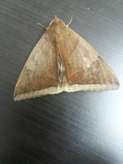 Lepidoptera