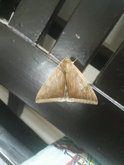 Lepidoptera