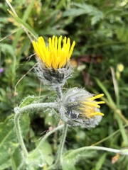 Hieracium villosum