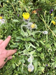 Hieracium villosum