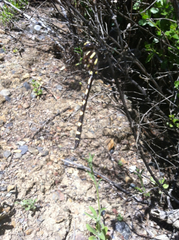 Cordulegaster dorsalis