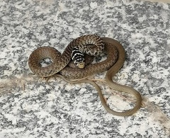 Hierophis viridiflavus