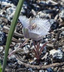 Calochortus tolmiei