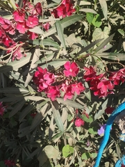 Nerium oleander