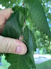 Ulmus americana