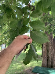 Ulmus americana