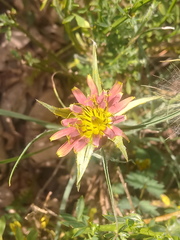 Tragopogon castellanus
