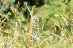 Nepeta tuberosa