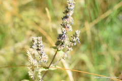 Nepeta tuberosa